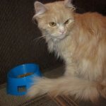 Колтуны у кота