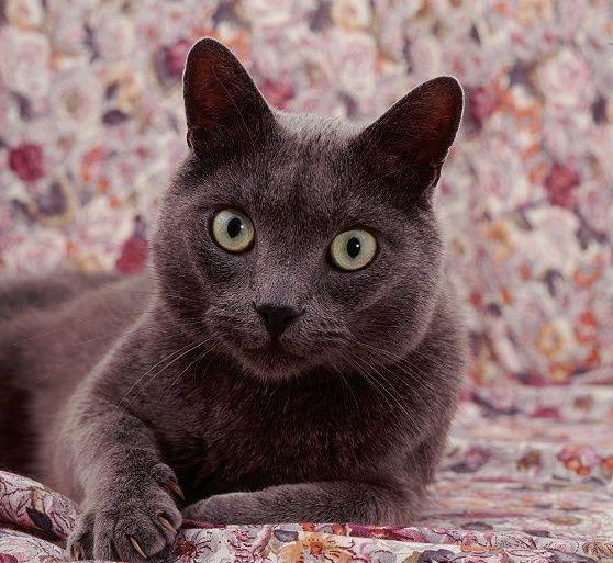 корат кошка описание породы