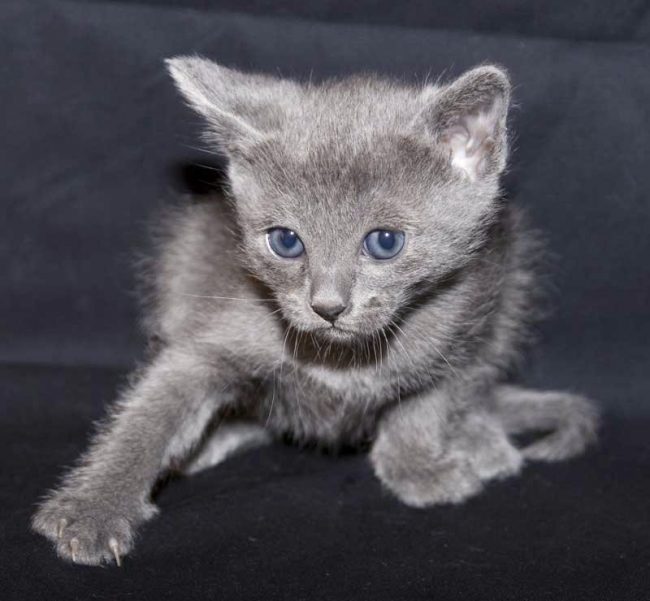 Корат кошка