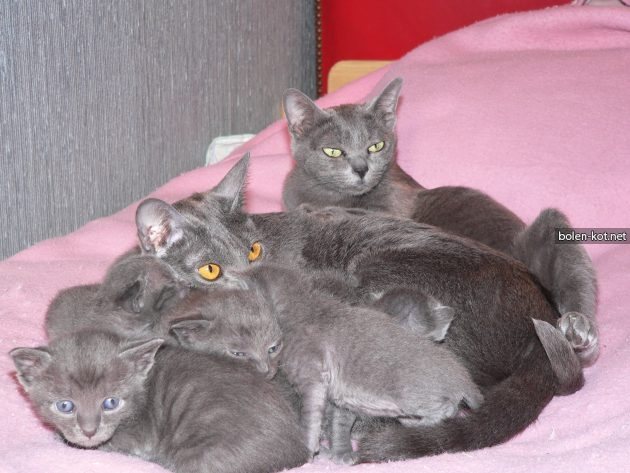 корат с котятами