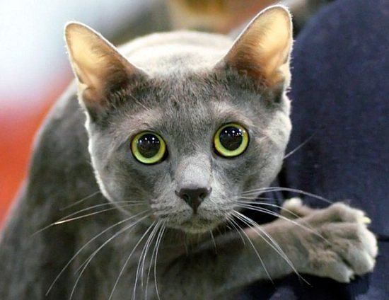 корат