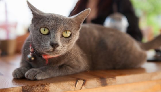 Кораты очень нежны