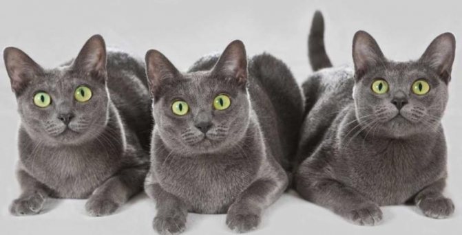 Кораты