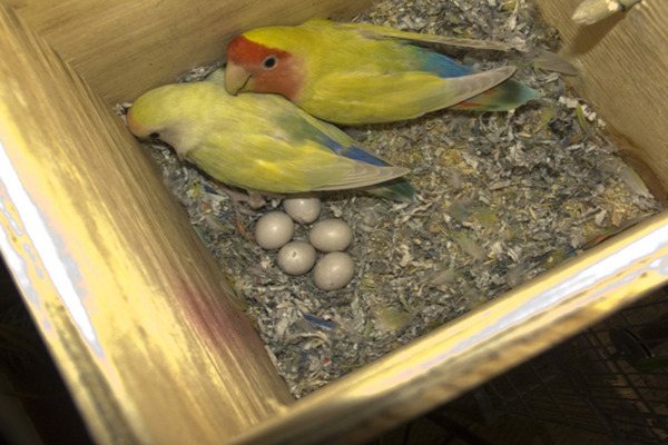 Кореллы готовы стать родителями