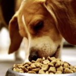 Корм для собак «Eukanuba»