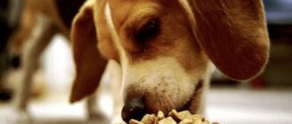 Корм для собак «Eukanuba»