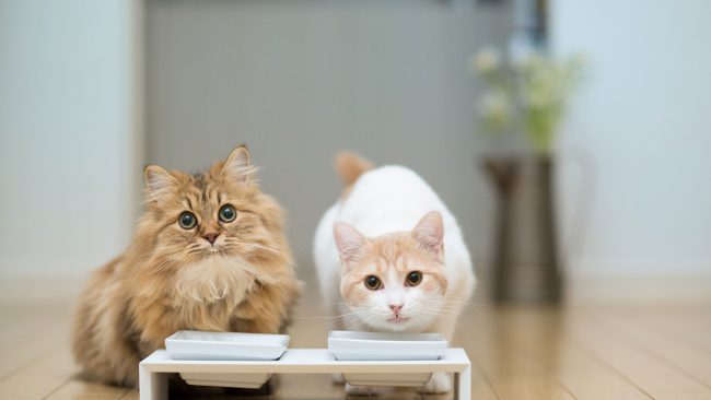 Кормить кота с аллергией необходимо в отдельности от здорового кота