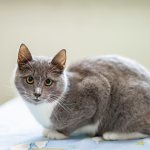 Кормить ли кошку сухим кормом или домашняя еда полезнее для здоровья? Чем вредны сухие корма?