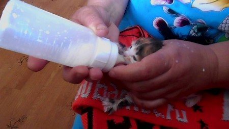 Кормление новорожденного котенка
