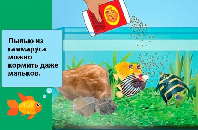 кормление рыбок