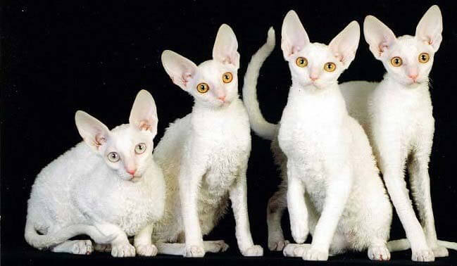 Корниш-рексы