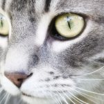 Кошачий нос
