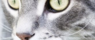 Кошачий нос