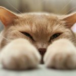 Кошка болеет