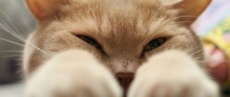 Кошка болеет