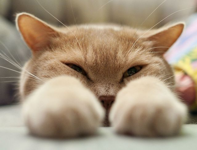 Кошка болеет