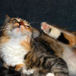 Кошка чешется