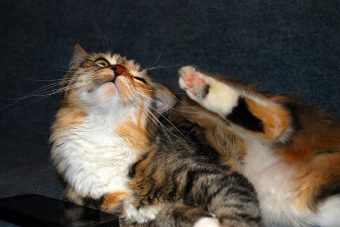 Кошка чешется