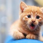 Кошка дышит с открытым ртом