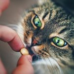кошка ест таблетку