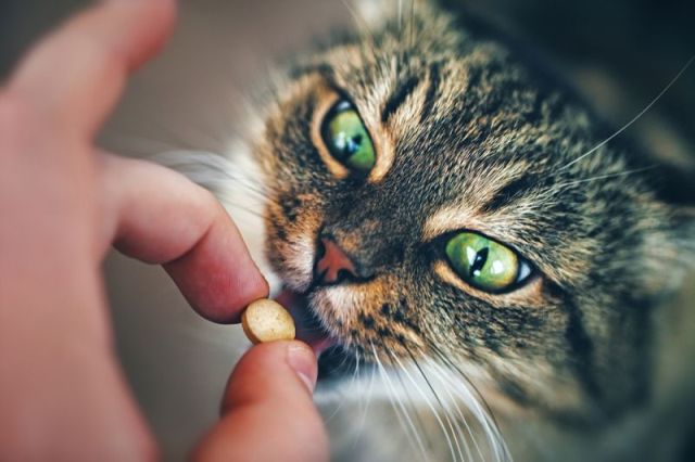 кошка ест таблетку