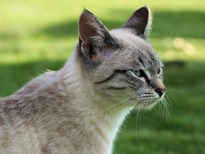 Кошка гуляет по саду