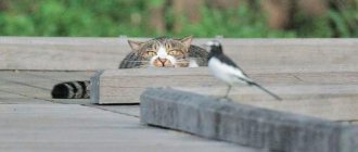 Кошка - хищник