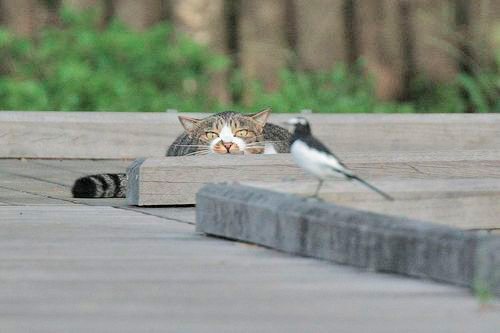 Кошка - хищник
