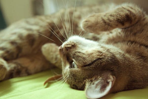 Кошка катается на спине узнайте причину