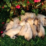 Кошка кормит котят на лужайке