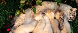Кошка кормит котят на лужайке