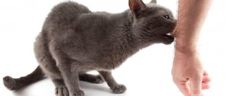 Кошка кусает человека за руку
