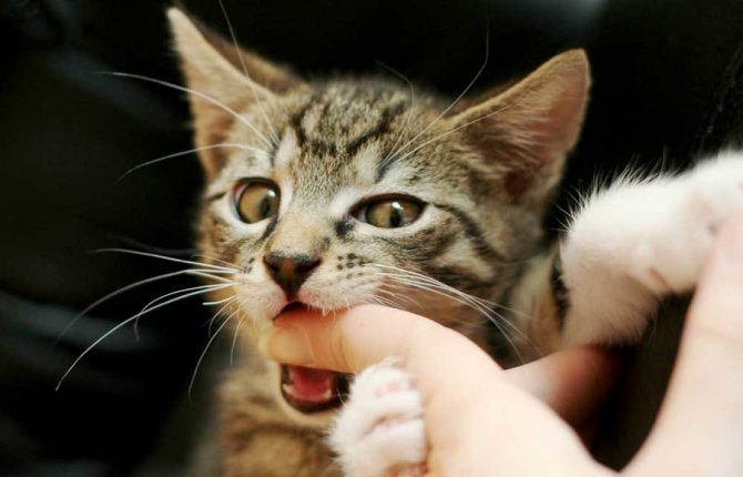 Кошка кусается без причины