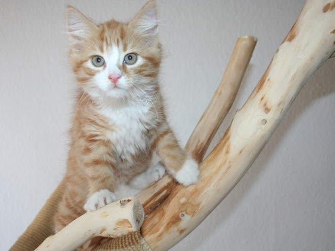 Кошка лазит по своему домику