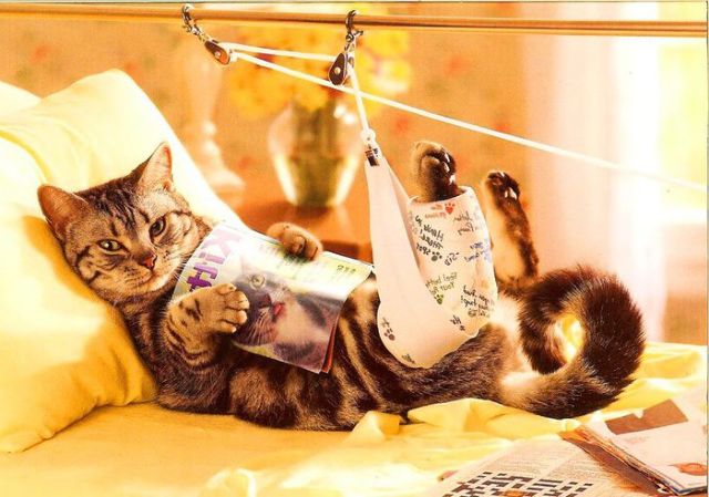 Кошка лежит с журналом
