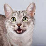 Кошка мяукает