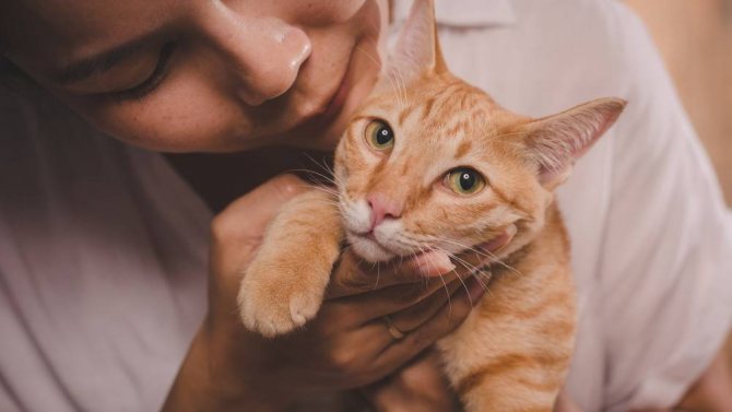 кошка на руках у хозяина