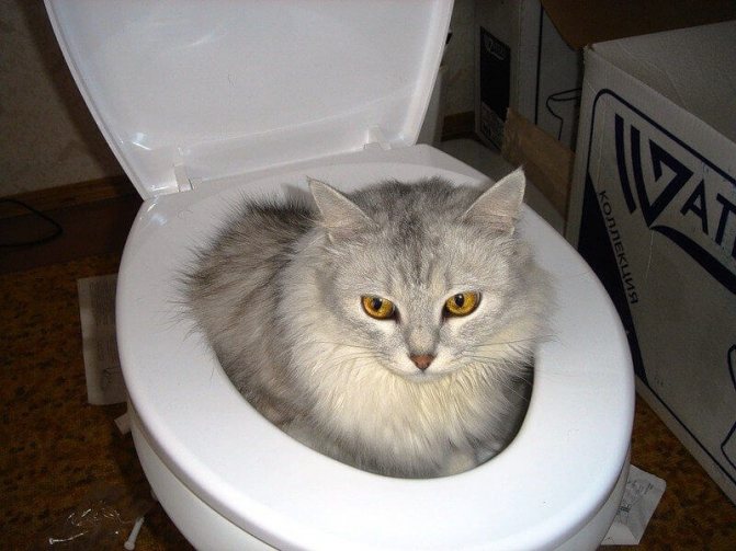 кошка на унитазе