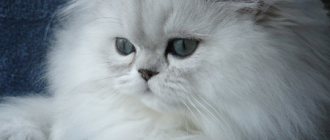 Кошка персидская шиншилла