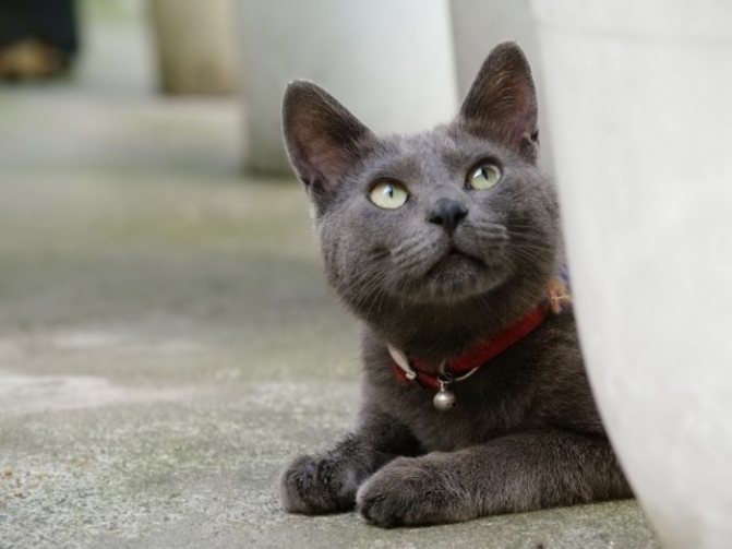 Кошка породы Корат
