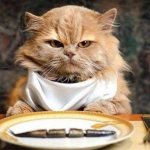 Кошка постоянно просит есть: норма или патология