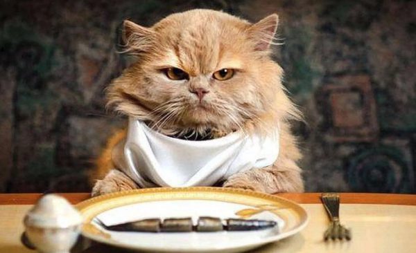 Кошка постоянно просит есть: норма или патология