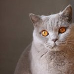 Кошка пристально смотрит