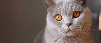 Кошка пристально смотрит