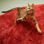 Кошка прыгает на лицо