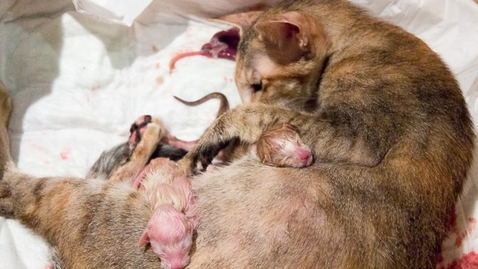 Кошка рожает котят