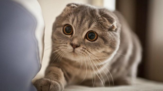 Кошка с желтыми глазами