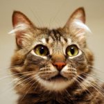 Кошка смотрит
