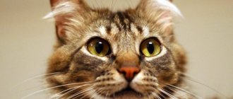 Кошка смотрит