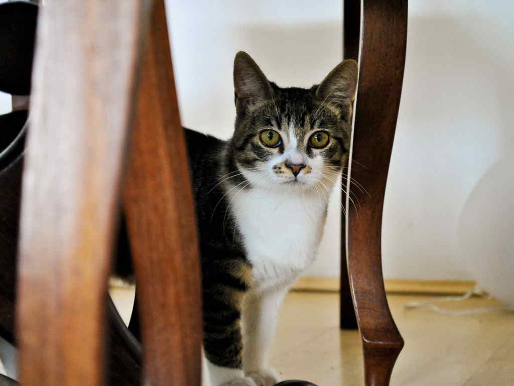 Кошка в доме